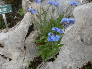Forget-me-not Vaud Switzerland What is a weed?