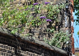 Buddleia What is a weed?