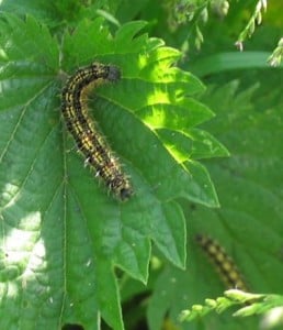Small tortoiseshell butterfly (Aglais urticae) stinging nettles What is a weed