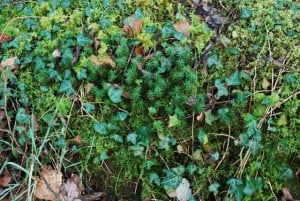 Choosing plants - ivy and moss