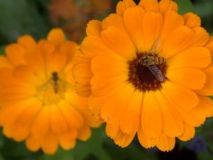 Hoverflies and marigolds at House of Dun