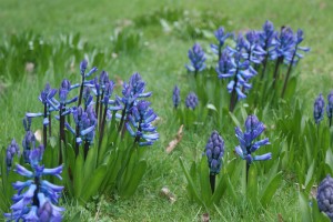 Choosing plants - naturalised hyacinths