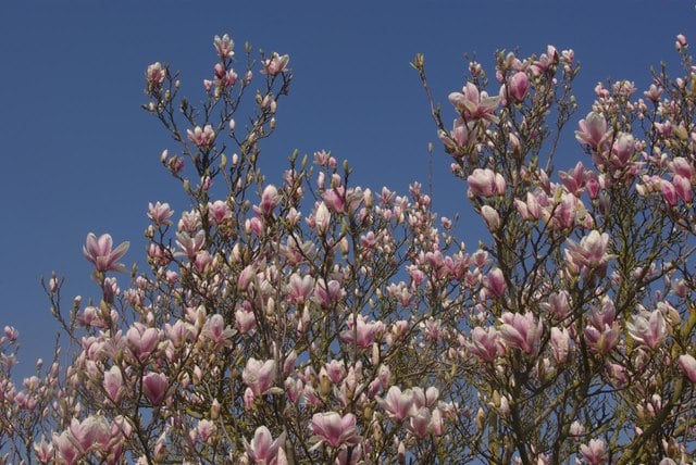 Magnolias in flower - where to see them and other seeds to sow