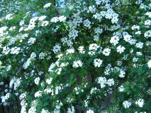 Spring is here - April shrubs, ground cover and must-haves