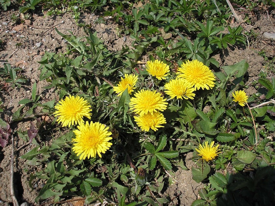 dandelions