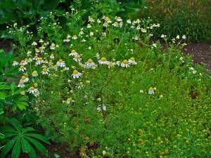 Camomile (Matricaria recutita) in KIT Botanical Garden, Karlsruhe, Germany. Another herb to help you relax during the exam period.