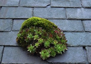 Houseleek and stonecrop on a roof, near Cilcain, Flintshire.