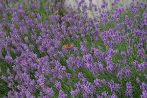 A small tortoiseshell butterfly (Aglais urticae) feeding on lavender flowers. Lavender can help relaxation during the exam period.