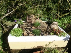 Shallow sink after planting with alpines