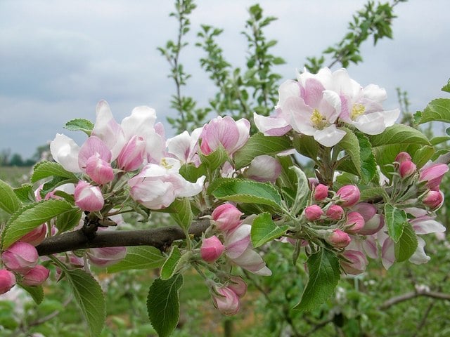 Plant for fruit from your garden