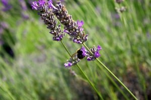 Lavender is a herb with relaxing properties, good for the exam period.