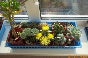 A small collection of succulents, faukaria blooming by Mr.Rosewater. Succulent