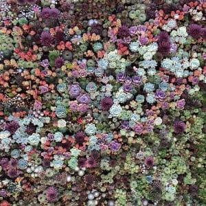 The wide range of succulent colour and form