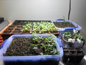 Garden care, pricking out and potting on