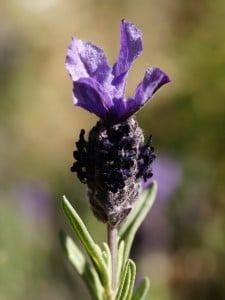 French lavender. Propagate by softwood cuttings.