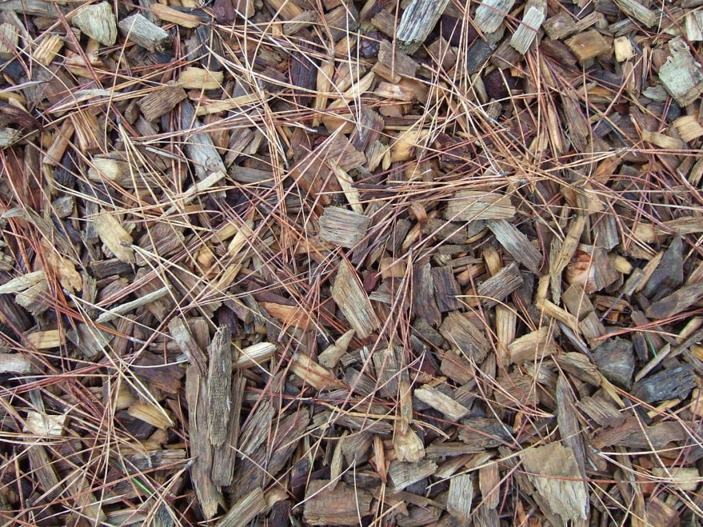 Mulch of woodchips at RHS Wisley, Surrey, protects and improves the soil. Miss Marple