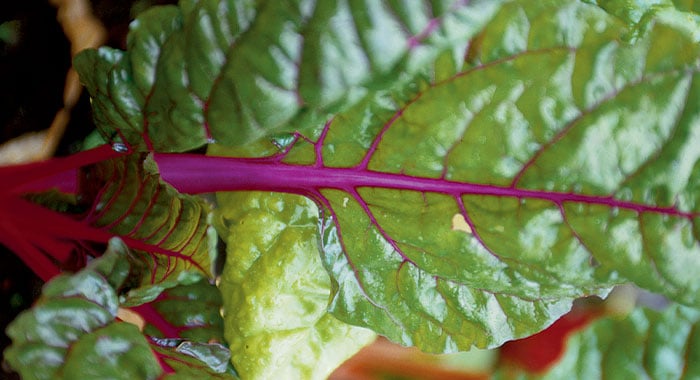 seasonal greens