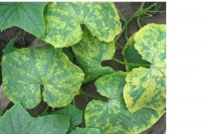 Infected leaves of a cucumber plant at various stages of cucumber mosaic virus. Hoe
