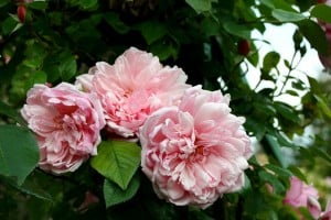 Rose 'Albertine' in Claude Monet's garden, Giverny in Eure, France. Roses