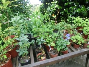 Bargain plants are plants that thrive in yoru garden 
