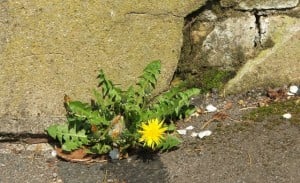 Dandelions grow anywhere. Glyphosate