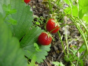 Garden strawberries (fraises du jardin). Cordial