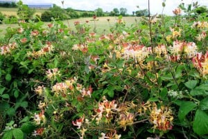 Honeysuckle near Comber and Lisbane, County Down. Pruning