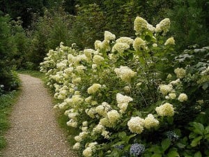 Locally grown plants