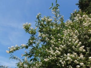 Philadelphus coronarius (sweet mock-orange), Malleny Garden, Balerno. Pruning