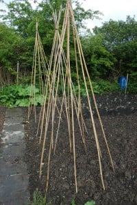 Sharing garden space can offer you so many benefits