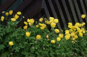 Welsh Poppies, Baltasound, Shetland. A garden plant which freely naturalises. Glyphosate