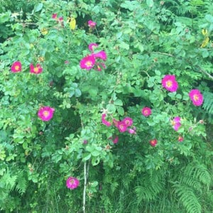 Sweet Briar or Eglantine, Rosa rubiginosa, Vale of Rheidol
