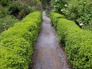 Box hedges, Greenway, Devon. Roots