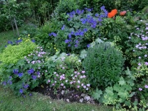 Geraniums are the star of summer gardens, and deadheading rewards with a escond show. 