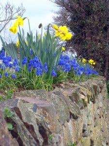Colourful daffodils and grape hyacinths on a Cornish hedge beside the Gannel, Cornwall. Spring bulbs