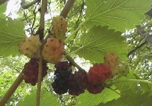 Mulberry fruits. Summer fruit