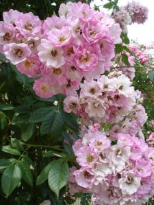 Garden jobs