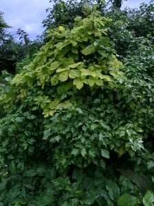 Golden hop and ivy - layer to grow new plants from old 