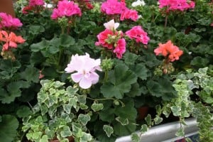 Hanging baskets