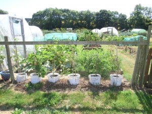 Allotments 