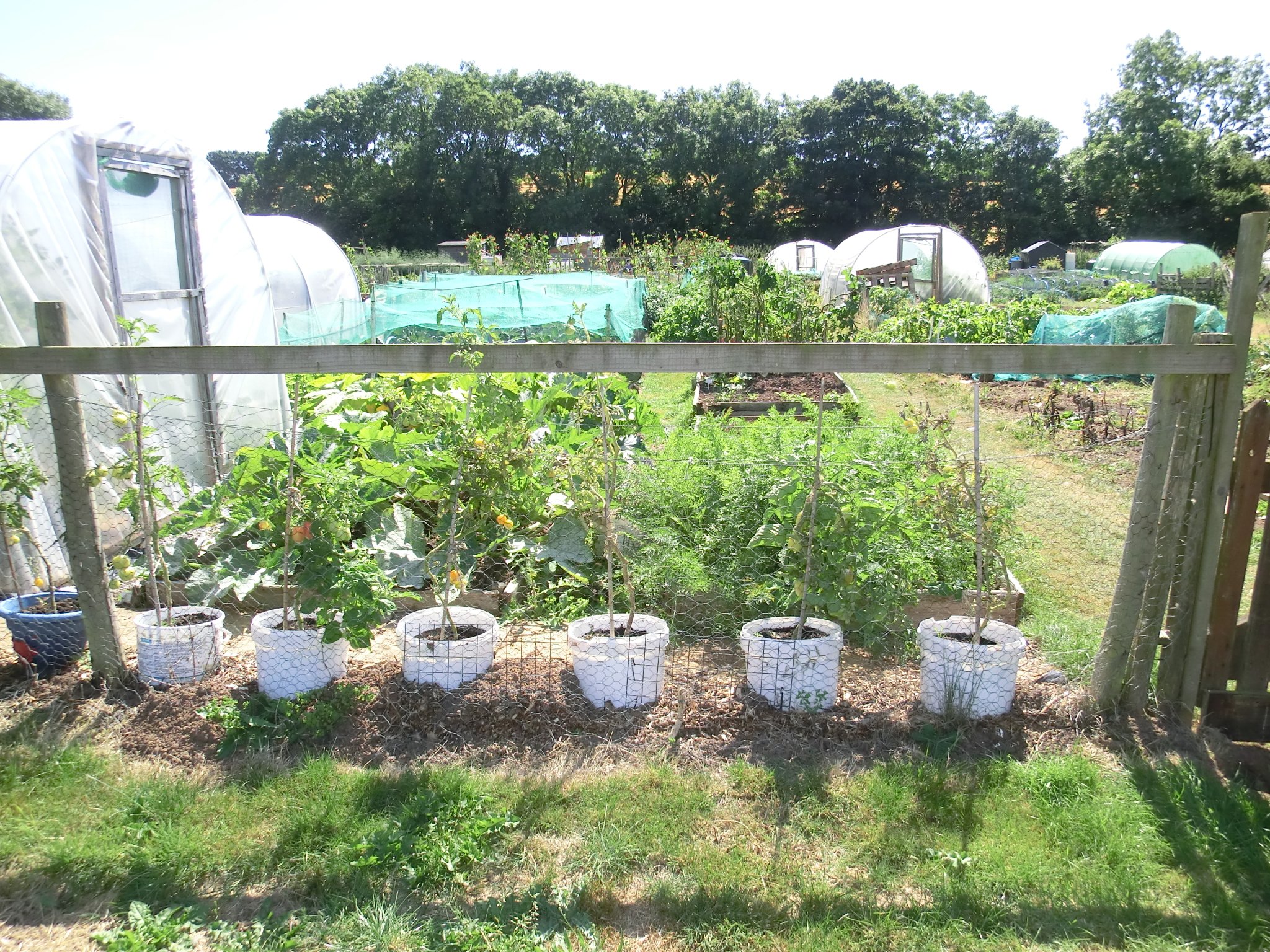 National Allotments Week! Read on to find out more