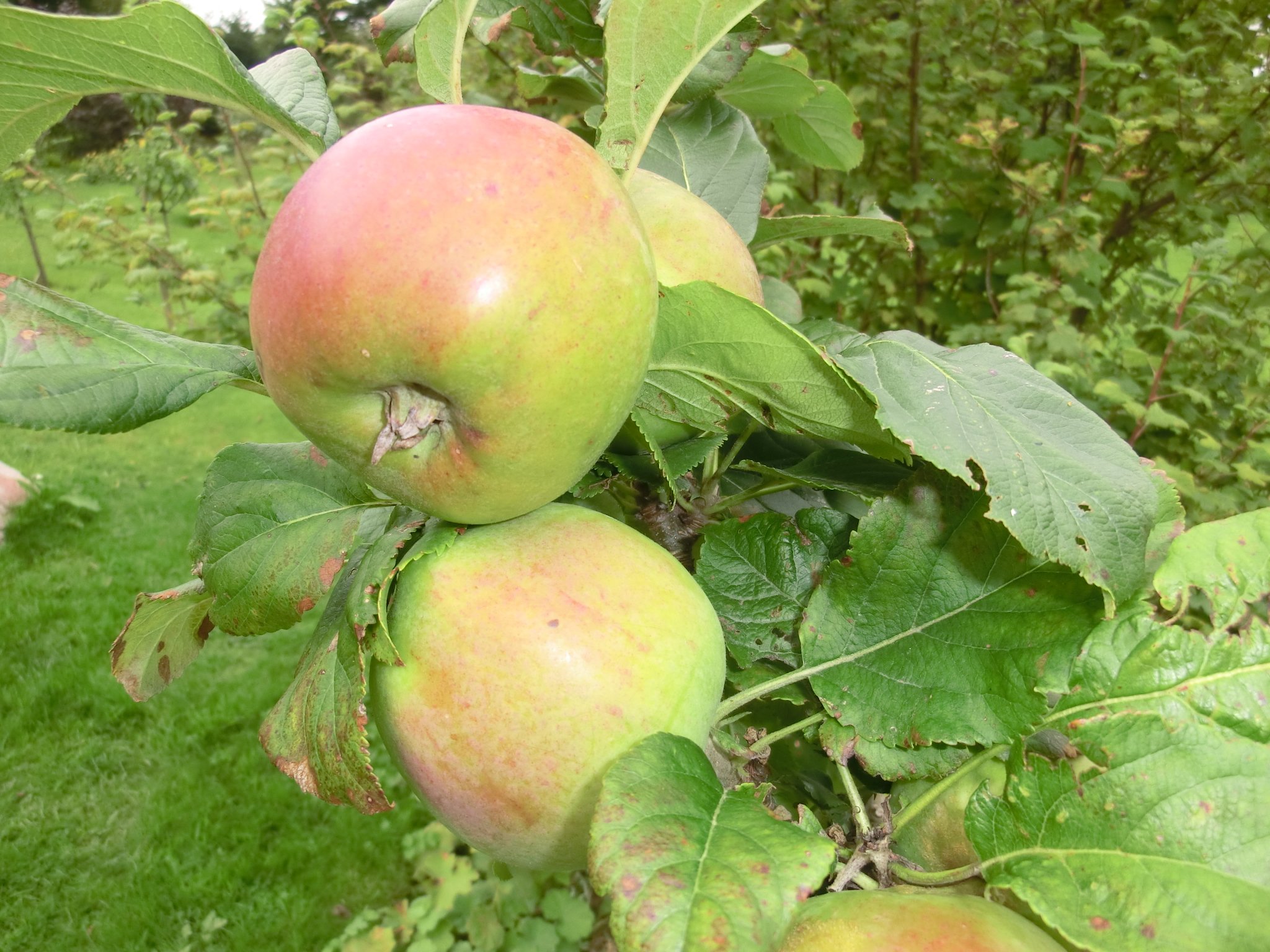An apple a day .... find out how to choose a ripe one!