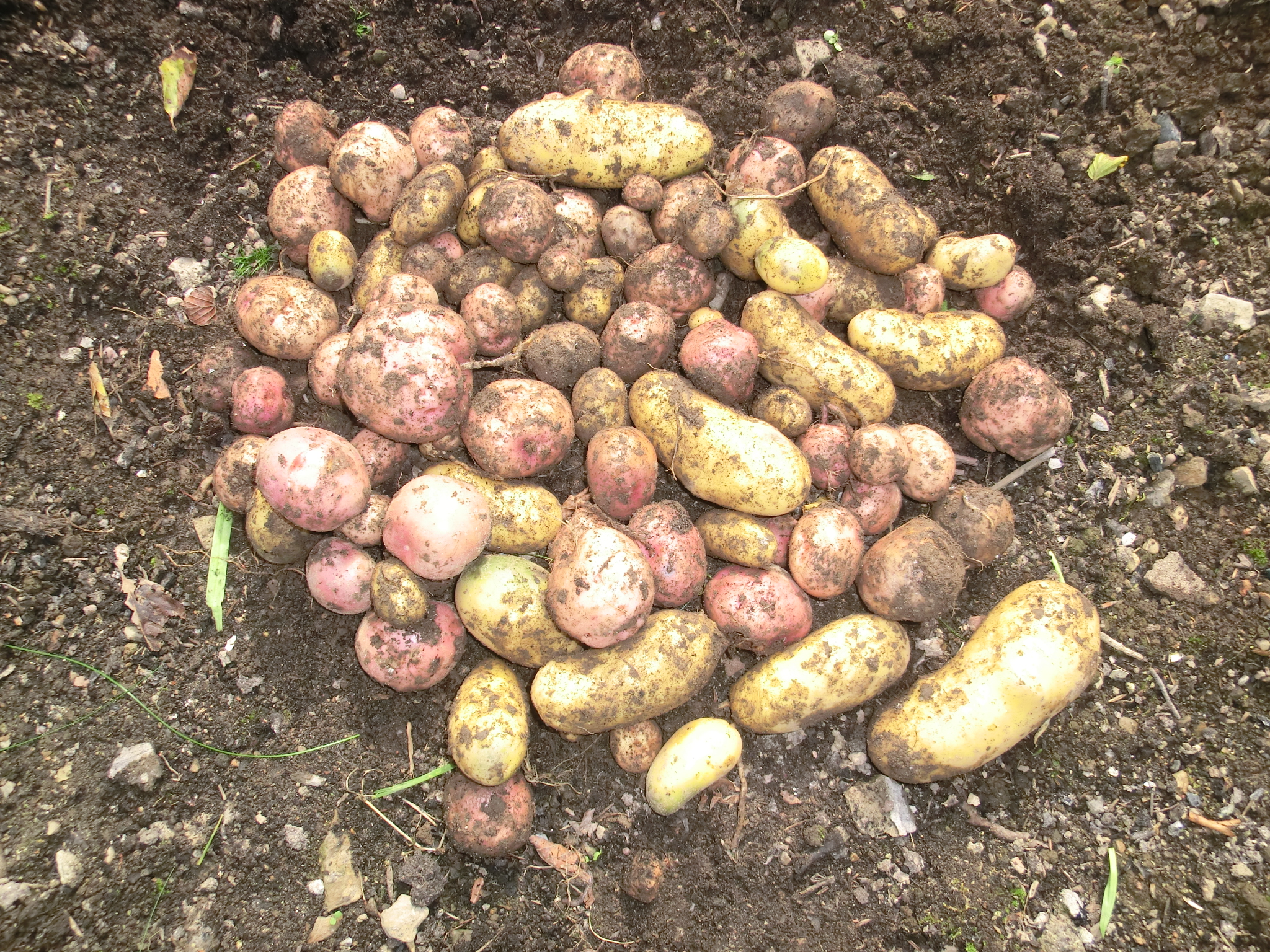 Potatoes - an unusual Valentine's Day gift!