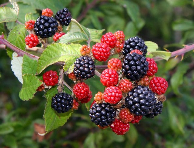 Blackberries! It's time to go brambling