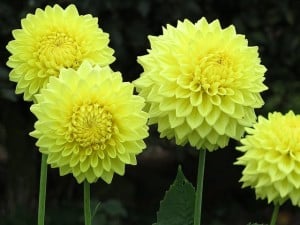 Dahlia beds (detail), Heddon Nurseries near Heddon-on-The-Wall, Northumberland. Dahlias