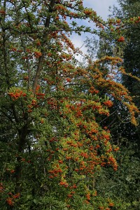 Pyracantha grown as a tree at Bishop's Stortford, Hertfordshire, England.