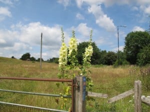 Hollyhocks on a fence post near Ford, Wiltshire. Self-seeding