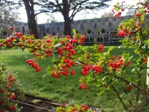 Pyracantha in fruit, Cloisters, Salisbury Cathedral