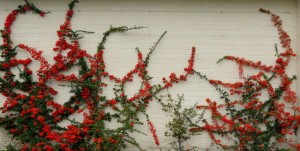 Red and orange pyracantha on a white-painted wall near Stockbridge, Hampshire.