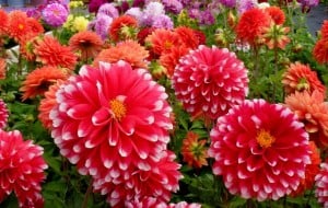 Summer dahlias near Botloe's Green, Gloucestershire.